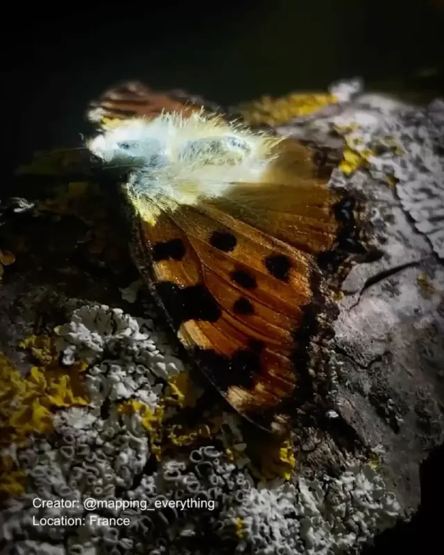 𝑽𝒊𝒔𝒖𝒂𝒍 𝒈𝒓𝒂𝒏𝒅𝒊𝒐𝒔𝒊𝒕𝒚 unfolds in the work of @mapping_everything 

➜ Have a post that sparks inspiration? Nominate your favorite - DM us.
 
Nymphalis polychloros & micro generative video

#videomapping #generativeart